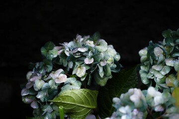 Closeup shot of hydrangeas in the garden