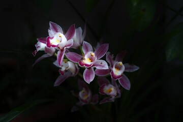 Closeup shot of cymbidium orchids in the garden