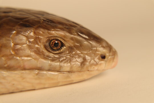 Sheltopusik Bilder Durchsuchen 180 Archivfotos, und