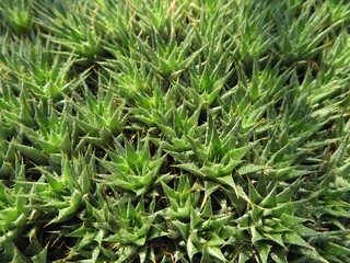 Deuterocohnia brevifolia in full screen