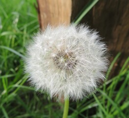 Fototapeta premium closeup of dandelion on green background