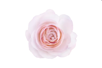Fototapeten Single rose flower in pastel pink, isolated, png format © Katerina Schneider