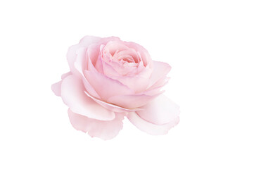 Single rose flower in pastel pink, isolated, png format