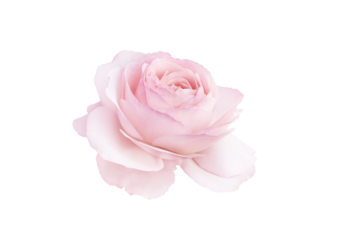 Single rose flower in pastel pink, isolated, png format