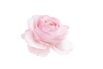 Foto auf Glas Single rose flower in pastel pink, isolated, png format © Katerina Schneider