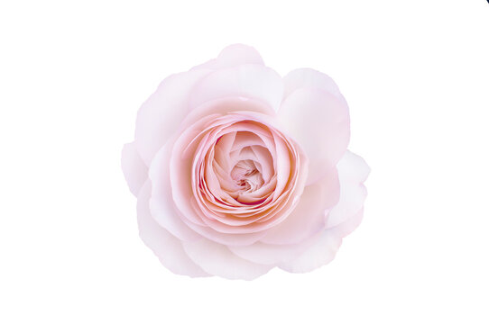 Single rose flower in pastel pink, isolated, png format