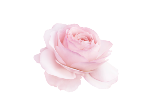 Single rose flower in pastel pink, isolated, png format