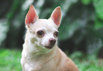 cute brown short hair chihuahua dog sitting  on green grass in the garden, looking back curiously.