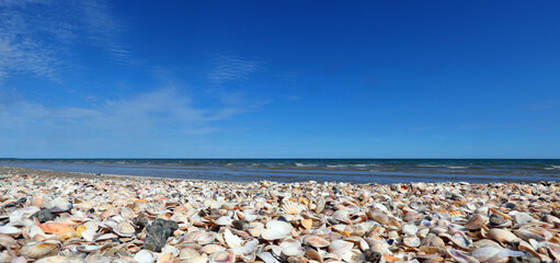shells on the shore of the beach in summer and the sea in the background © ChiccoDodiFC