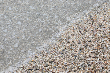 thousands of shell of various sea species