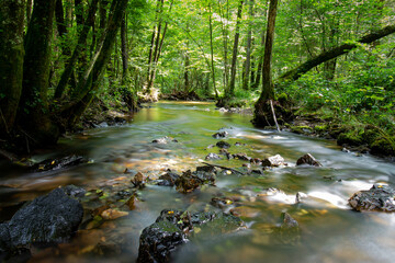 Silky water flowing through the Ri d'Alyse on the border between Belgium and France. Lush green forest vegetation.