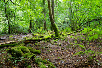 Obraz premium Walking trail through the forest along the river Ri d'Aldyse, on the border between Belgium and France. Lush green forest vegetation.