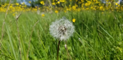 dandelion surrounded with flowers