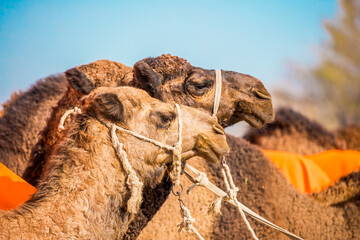 Bactrian camels in the desert. Camels harnessed to riding reins. Camel head and mouth close-up. Camel nose. Egyptian Desert.