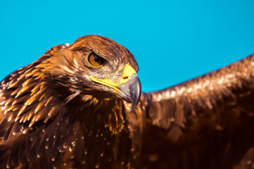 Golden eagle close-up on the background of the sky. The bird of prey hunts its prey. The eagle sits on the trainer's hand. Falcon hunting. National tradition of Asia. Kazakhstan