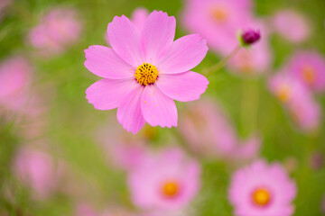 Fototapeta premium コスモスの花２