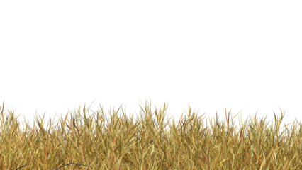 Dry grass isolated dry grass field