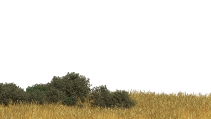dried grass and small plant on field