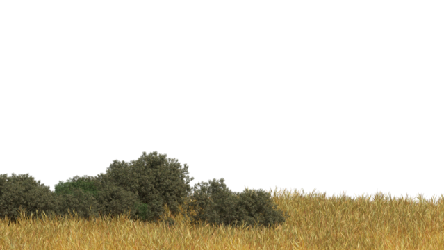 dried grass and small plant on field