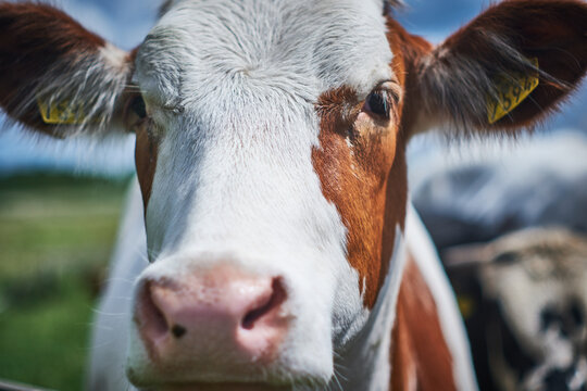 Happy cow