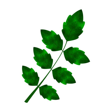 recommend clip art: Leaves Clip art Design, can be used this design to print on greeting cards, frames, mugs, 
                    shopping bags etc. whatever you want.