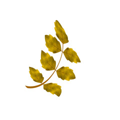 Leaves Clip art Design, can be used this design to print on greeting cards, frames, mugs, 
shopping bags etc. whatever you want.