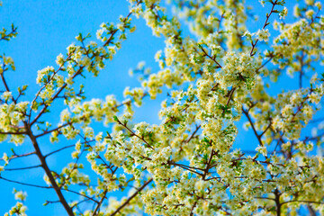 White flowers bloom in the trees. Spring landscape with blooming sakura tree. Beautiful blooming garden on a sunny day. Copy space for text.