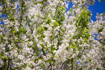 White flowers bloom in the trees. Spring landscape with blooming sakura tree. Beautiful blooming garden on a sunny day. Copy space for text.