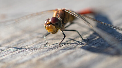 Macro photography of a dragonfly.