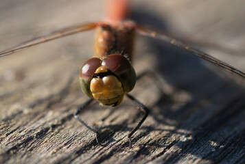 Macro photography of a dragonfly.
