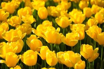 Obraz premium Blooming tulips. Spring floral background. Field of bright beautiful tulips close-up. Colorful tulips at the Holland Flower Festival. long banner