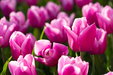 Obraz premium Blooming tulips. Spring floral background. Field of bright beautiful tulips close-up. Colorful tulips at the Holland Flower Festival. long banner