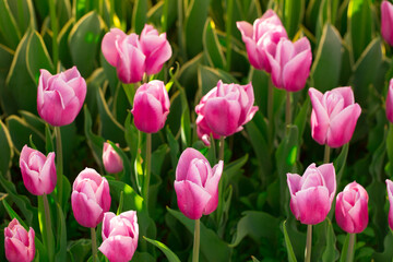 Blooming tulips. Spring floral background. Field of bright beautiful tulips close-up. Colorful tulips at the Holland Flower Festival. long banner