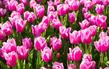 Obraz premium Blooming tulips. Spring floral background. Field of bright beautiful tulips close-up. Colorful tulips at the Holland Flower Festival. long banner