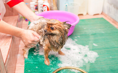 Bathing animals, grooming, brushing, drying and styling dogs, combing hair. Master of haircuts and shavers, caring for the dog. Beautiful pomeranian spitz.