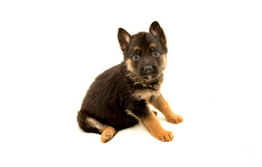Beautiful one puppy German shepherd. Cute, funny dogs on a white background isolated.