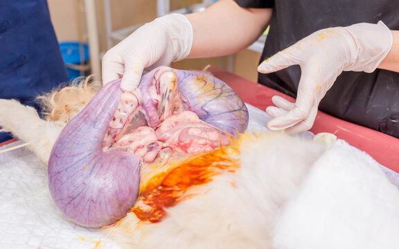 Veterinary clinic, a surgeon doctor performs an operation to remove pyometra from a Pekingese dog. Sterilization of animals. Closeup emergency surgery. Treatment and rescue animals.