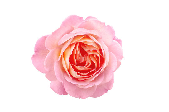 Single rose flower in pastel pink and orange isolated, png format