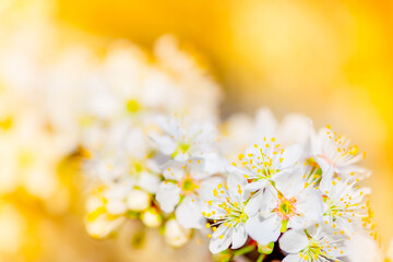 White flowers bloom in the trees. Spring landscape with blooming sakura tree. Beautiful blooming garden on a sunny day. Copy space for text.