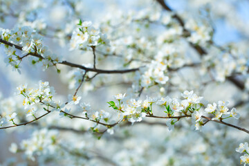 White flowers bloom in the trees. Spring landscape with blooming sakura tree. Beautiful blooming garden on a sunny day. Copy space for text.