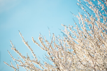 White flowers bloom in the trees. Spring landscape with blooming sakura tree. Beautiful blooming garden on a sunny day. Copy space for text.