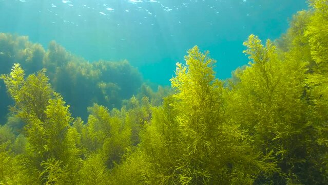 Underwater moving over brown seaweeds with natural sunlight in the ocean, Eastern Atlantic, Spain, 59.94fps