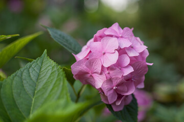 Fototapeta premium hydrangea flowers blooming in the garden