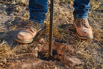 Low section male agronomist taking sample with soil probe sampler at agricultural field at sunrise. Farmer using tool for soil sampling at morning outdoors. Environment research, soil certification
