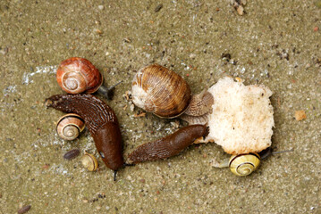 A feast of shelled snails, roman snails, and unshelled snails
