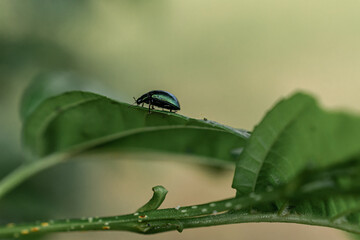 bug on leaf
