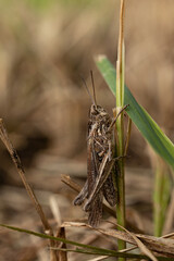 grasshopper on the grass