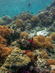 Fototapeta na wymiar Underwater photo, coral reefs and small tropical fishes, Big drop off, Koror, Rock Island Southern Lagoon, Palau, Pacific