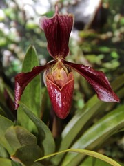 Burgundy Orchid close-up on a green background 