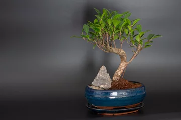 Rolgordijnen Ficus retusa bonsai © DrzewkoBonsai